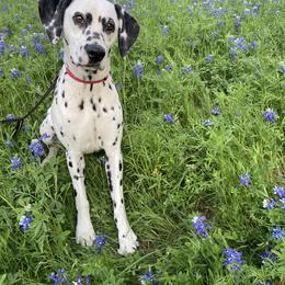 Dalmatian Puppies from ArmySoldier Dalmatians