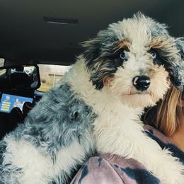 Arlo - Merle male Bernedoodle puppy in Sherman, Illinois from Shirl Doodle Life