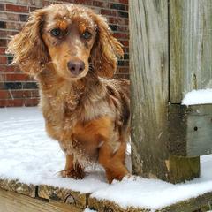Rosie - Dachshund