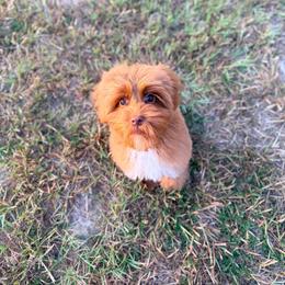 Kennedy - Red male Australian Labradoodle puppy in Calhoun, Louisiana from Arrowhead Australian Labradoodles