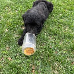 Boy 5 yellow collar - Black and white male Sheepadoodle puppy in Eleva, Wisconsin from Molly’s Doodles