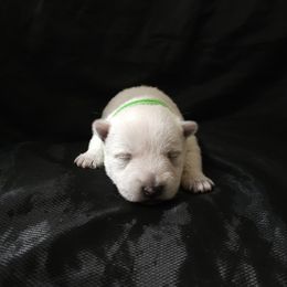 Flint - Green - White male West Highland White Terrier puppy in Toronto, Ohio from Shekinah’s Mi-Kis & Cricket Hill’s Westies