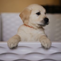 Golden Retriever Puppies from Rosemary Goldens
