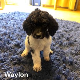 Waylon - Parti male Poodle puppy in Washington, Pennsylvania from Patriotic Poodles