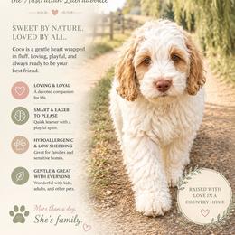 Coco - Caramel cream female Australian Labradoodle puppy in Millville, California from Hope Lane Kennels