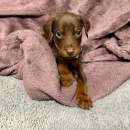 Silver Collar - Red and rust male Doberman Pinscher puppy in Lake City, Florida from Paintedcrazy Doberman Pinchers