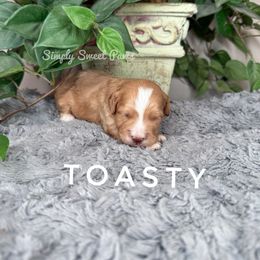 Toasty-Purple Collar - Red male Cavapoo puppy in South Jordan, Utah from Simply Sweet Paws. LLC