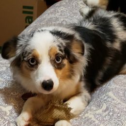 Delilah  - Miniature Australian Shepherd