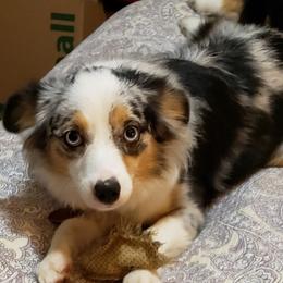 Delilah  - Miniature Australian Shepherd