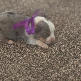 Boy 3 - Black and tan male Corgipoo puppy in Junction, Utah from Sugar Doodles
