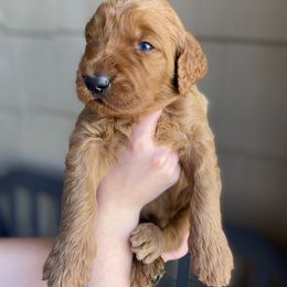 Goldendoodle Puppies from Bows & Ties Doodles