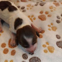 Hershey kiss - Dapple female Dachshund puppy in Marshall, Texas from Wilson's Kennels