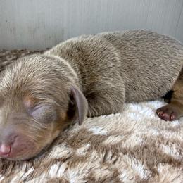 Female 1 - Fawn (isabella) and tan female Dachshund puppy in El Campo, Texas from Creamer Creek Kennel
