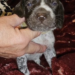 J - White and liver female German Shorthaired Pointer puppy in Glendive, Montana from Lazy Hearts Kennel