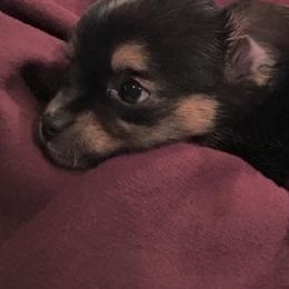 Chihuahua and Chinese Crested Puppies from Western Kentucky Chihuhua and Chinese Crested