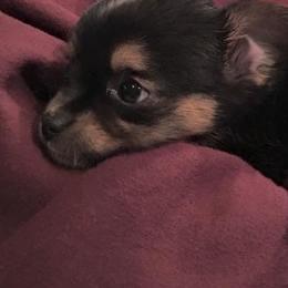 Chihuahua and Chinese Crested Puppies from Western Kentucky Chihuhua and Chinese Crested