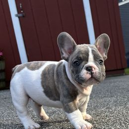 French Bulldog Puppies from Flawlessly French Bulldogs