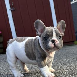 French Bulldog Puppies from Flawlessly French Bulldogs