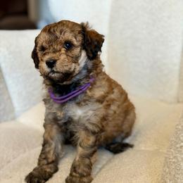 Rose - Sable female Goldendoodle puppy in Twin Falls, Idaho from Burrow & Bone