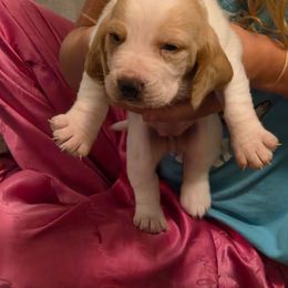 MARSHMALLOW - Lemon and white female Basset Hound puppy in Lexington, Kentucky from Hound Ridge Meadows