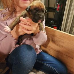Boxer Puppies from Andrus Family Boxers