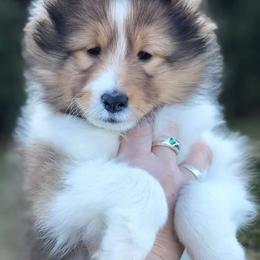 Shetland Sheepdog Puppies from Royal Tea Shelties