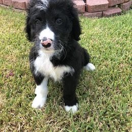 Bernedoodle and Goldendoodle Puppies from Heartfelt GoldenDoodles