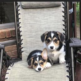 Pembroke Welsh Corgi Puppies from Coyote Creek Corgis