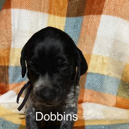 Dobbins - Black roan female German Shorthaired Pointer puppy in Jackson, Georgia from Tiner GSP’s LLC