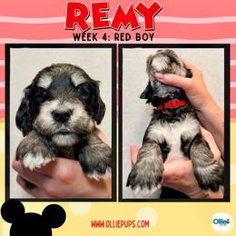 Remy (Red) - male Golden Mountain Doodle puppy in Boiling Springs, South Carolina from OlliePups, LLC
