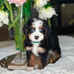 Pickles - Tri-color male Bernedoodle puppy in West Jordan, Utah from Doodles Friend