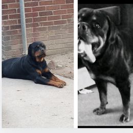 Rottweiler Puppies from Motor City Rottweiler