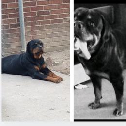 Rottweiler Puppies from Motor City Rottweiler