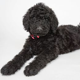 Poodle Puppies from DoodleHaven