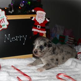 Merry - Blue merle female Australian Shepherd puppy in Mocksville, North Carolina from Trailblazing Aussies