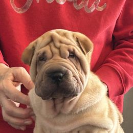 Boy 2 - Fawn Chinese Shar-Pei puppy in Basehor, Kansas from Good Fortune Shar Pei
