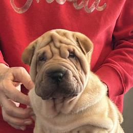 Boy 2 - Fawn Chinese Shar-Pei puppy in Basehor, Kansas from Good Fortune Shar Pei