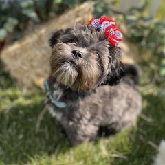 Piper - Shichon