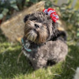 Piper - Shichon