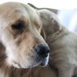 Golden Retriever Puppies from Golden Hour Golden Retrievers