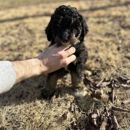 Jasmine - Phantom Bernedoodle puppy in Arab, Alabama from ConkleDoodlePoos