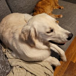 Sprinkles - Golden Retriever