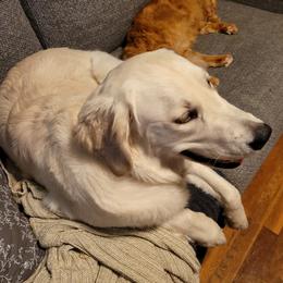 Sprinkles - Golden Retriever