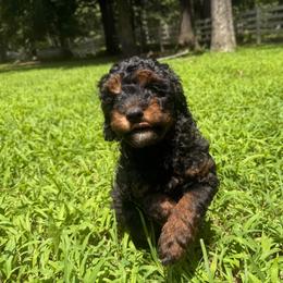 Phoebe - Phantom female Poodle puppy in Cabool, Missouri from Rafter B Farms