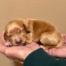 Brown Boy - Parti male Goldendoodle puppy in Kitsap County, Washington from Amazing Grace Doodles