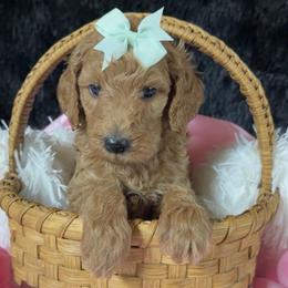White girl - Apricot female Poodle puppy in Bowling Green, Kentucky from Ritzy Red Poodles