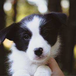 Sally - Black female Border Collie puppy in Dallas, Texas from Effervescent Border Collies