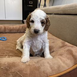 Boy 4 - Blenheim male Cavapoo puppy in Sugarcreek, Ohio from True Hearted Doodles