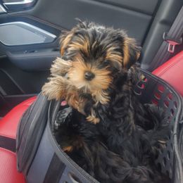 Yorkshire Terrier Puppies from Yorkie Puppies Redwood Ranch Chicago