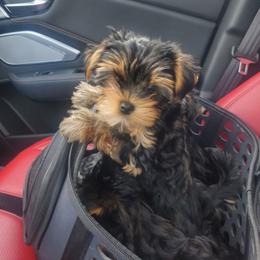 Yorkshire Terrier Puppies from Yorkie Puppies Redwood Ranch Chicago